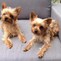 Simon Cowell's pet Squiddly and Diddly