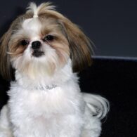 Woody Harrelson's pet Bonny - Seven Psychopaths Shih Tzu Stunt