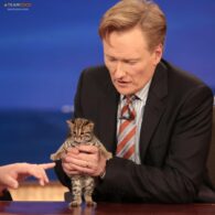 Conan O’Brien's pet 3 Cats