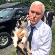 Mike Pence's pet Harley