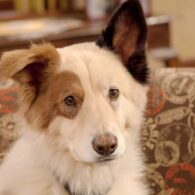 Peyton Meyer's pet Kuma - Dog With a Blog