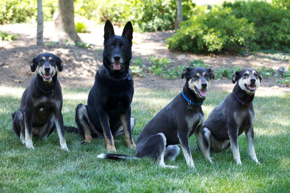 Tyler Perry's rescue dogs named Aldo, Peter, Paul, and Mary.