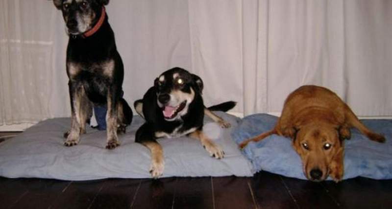 Alicia Silverstone previous rescue dogs Lacy, Sweety, and Sampson
