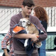 Ashton Kutcher's pet Bulldog