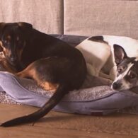 Glenn Howerton's pet Two Rescue Dogs