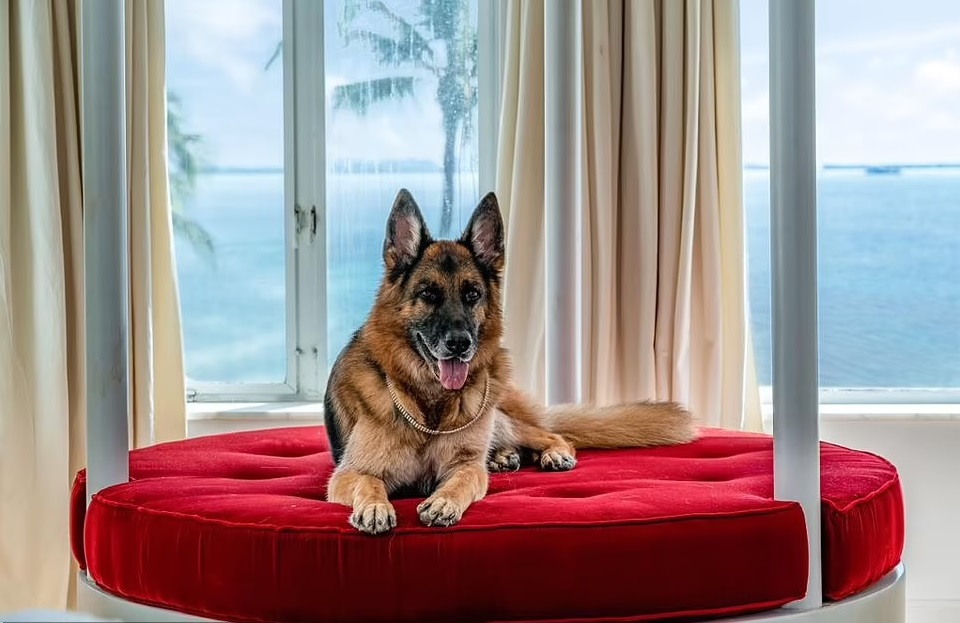 Gunther VI - World's Richest Dog