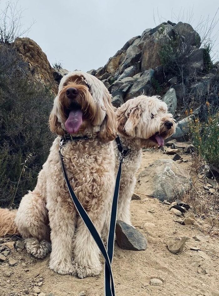 Halle Berry Labradoodle dogs Jackson and Roman