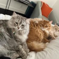 Maude Apatow's pet Honey, Pumpkin, and Christopher - Siberian Cats