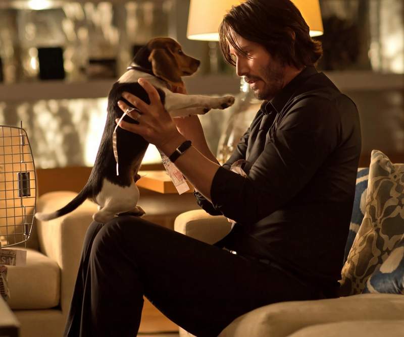 Keanu Reeves John Wick Beagle puppy Daisy