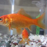 Judi Dench's pet Goldfish