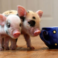 Rupert Grint's pet Teacup Pig