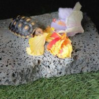 Bretman Rock's pet Tortoises