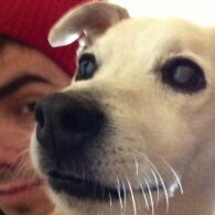 Nathan Sykes' pet Harry