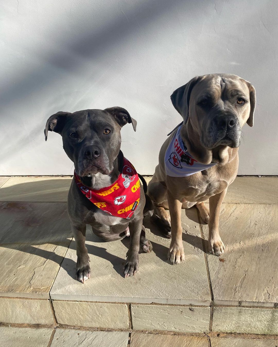 Patrick Mahomes dogs - Steel the pitbull and Silver the Cane Corso