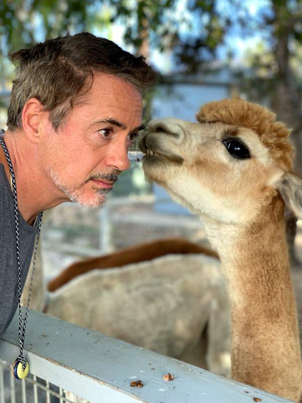 Robert Downey Jr pet alpaca named Fuzzy