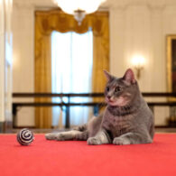 Joe Biden's pet Willow the Tabby Cat