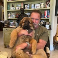 Arnold Schwarzenegger's pet Schnitzel