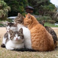 Jinkx Monsoon's pet Cats