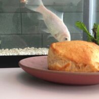 Laura Dern's pet Goldfish
