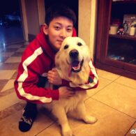 Chen Xiang's pet Golden Retriever