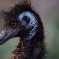Jan Pol's pet Emus