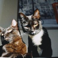 Jodelle Ferland's pet Cats