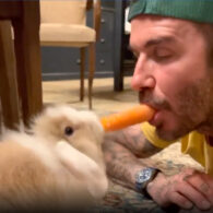 David Beckham's pet Coco The Bunny