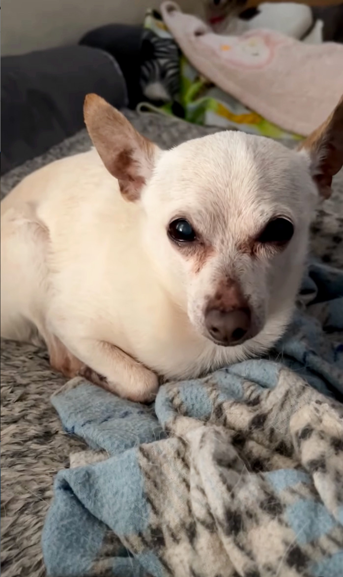 TobyKeith Oldest Living Dog Guinness World Records