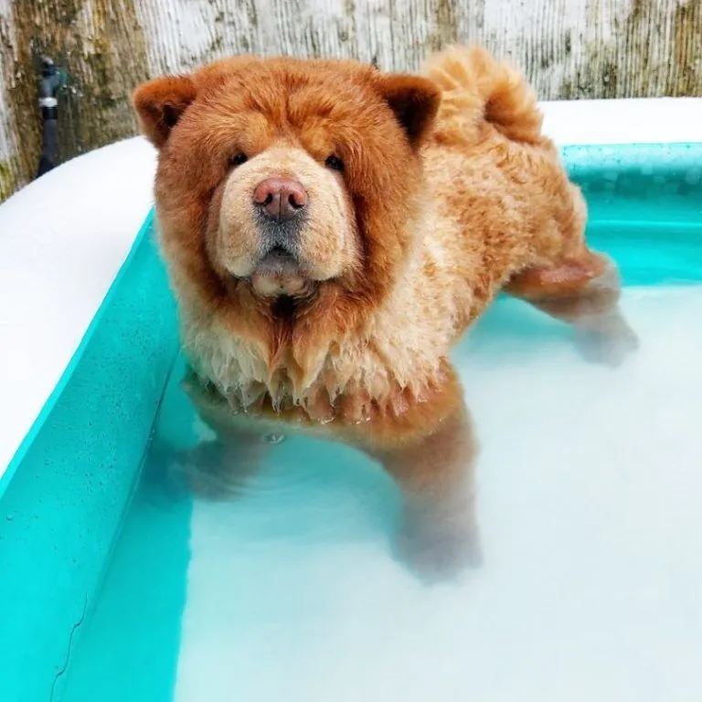 Chowder The Bear Dog is the “Stuffed” Animal We All Need Celebrity Pets
