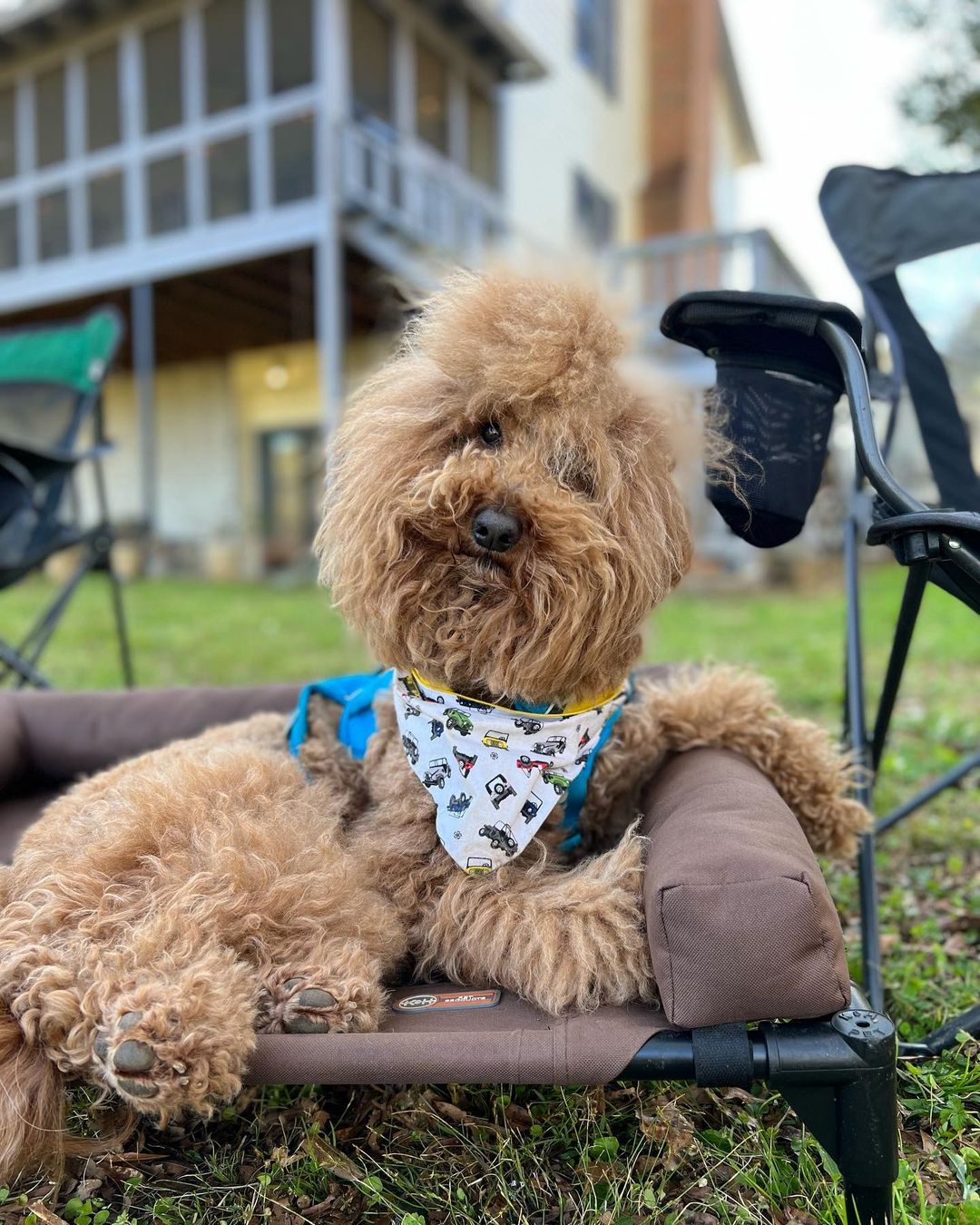 Josh sales the goldendoodle