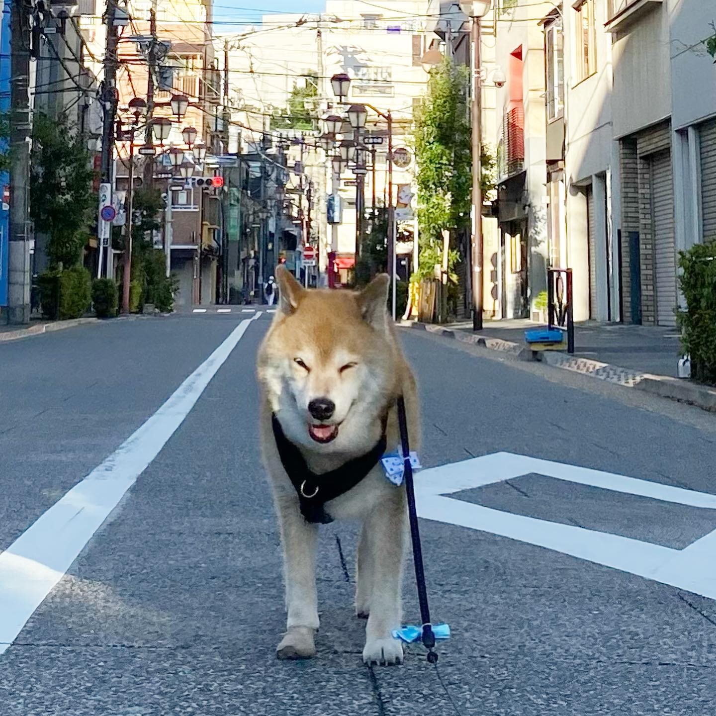 Marutaro shiba inu1