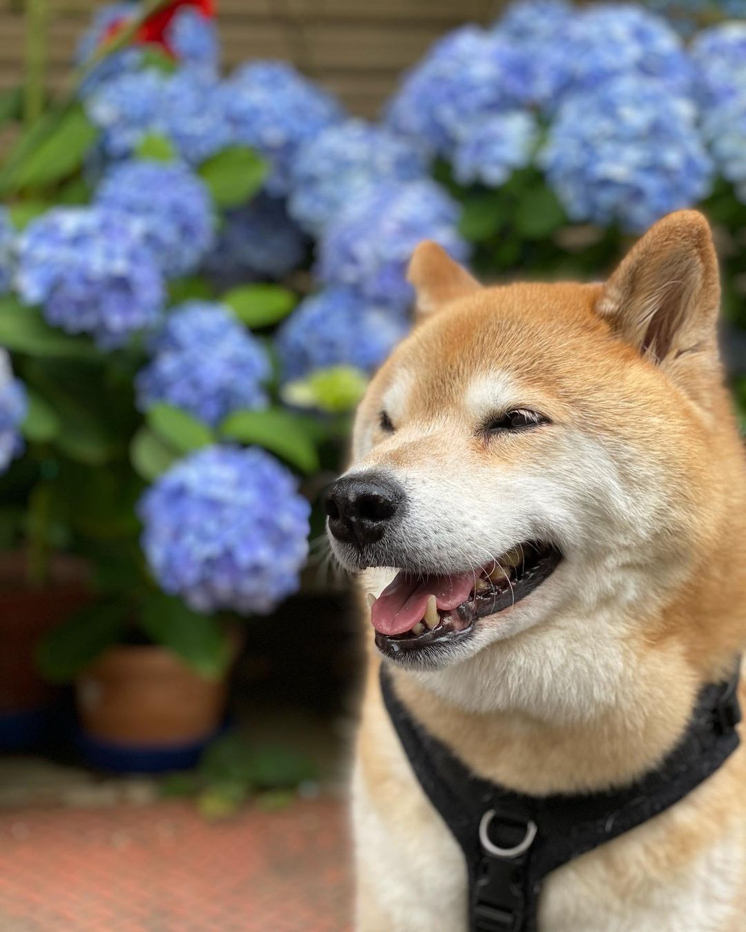 Marutaro shiba inu2