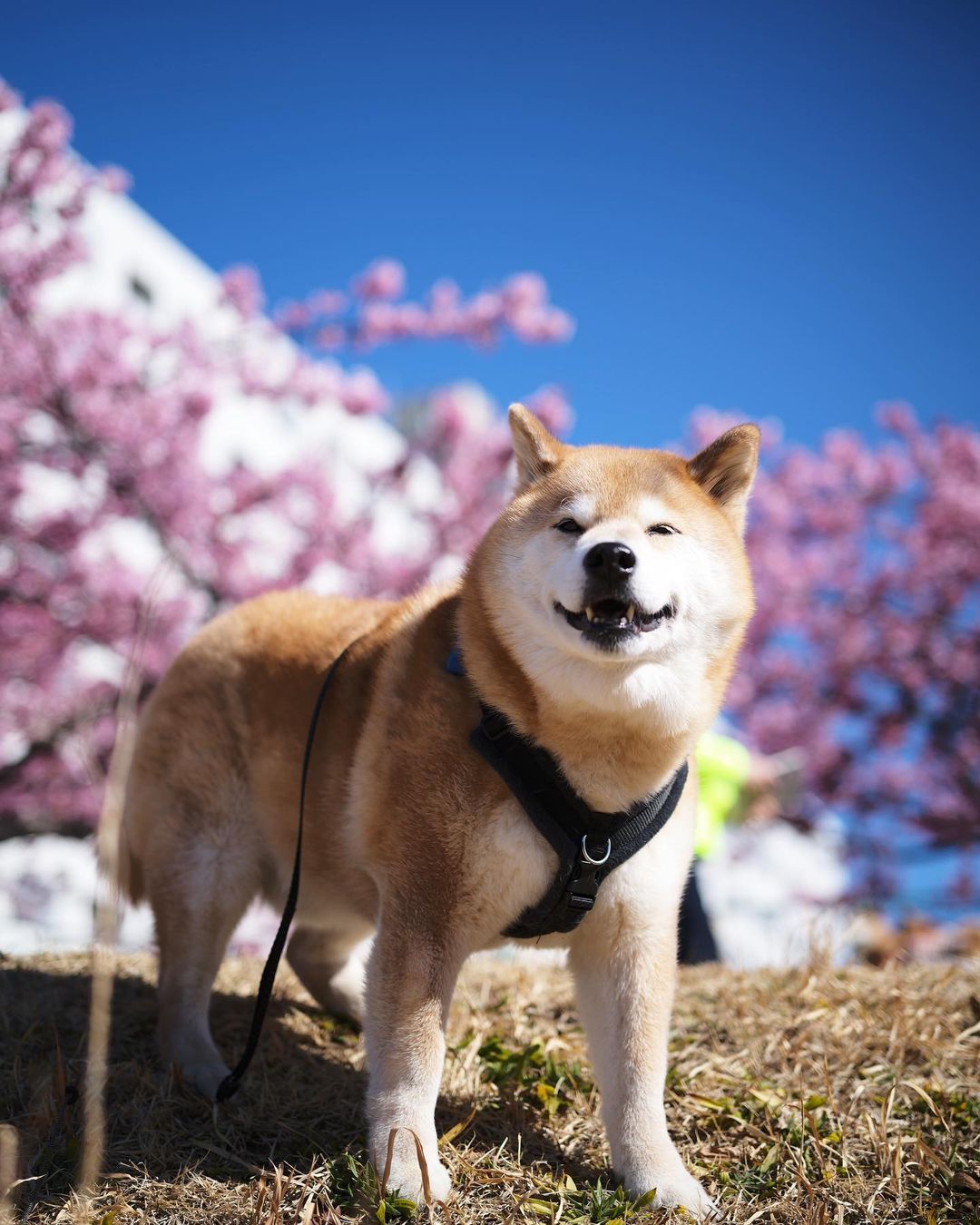 Marutaro shiba inu4