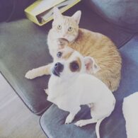 Mikey Way's pet Puddles and Pumpkin