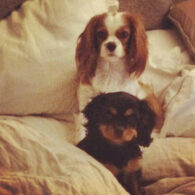 Naya Rivera's pet Emmy and Lucy
