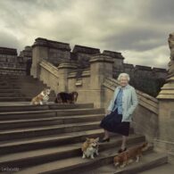 Prince Andrew, Duke of York's pet Corgis and Dorgis