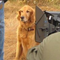 Tom Selleck's pet Reggie (Joe the Dog)