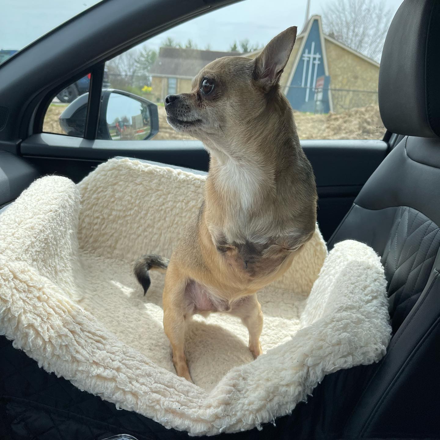 TurboRoo-The-2Legged-Chihuahua1