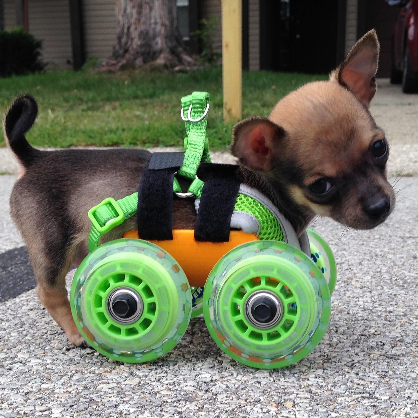 TurboRoo-The-2Legged-Chihuahua2