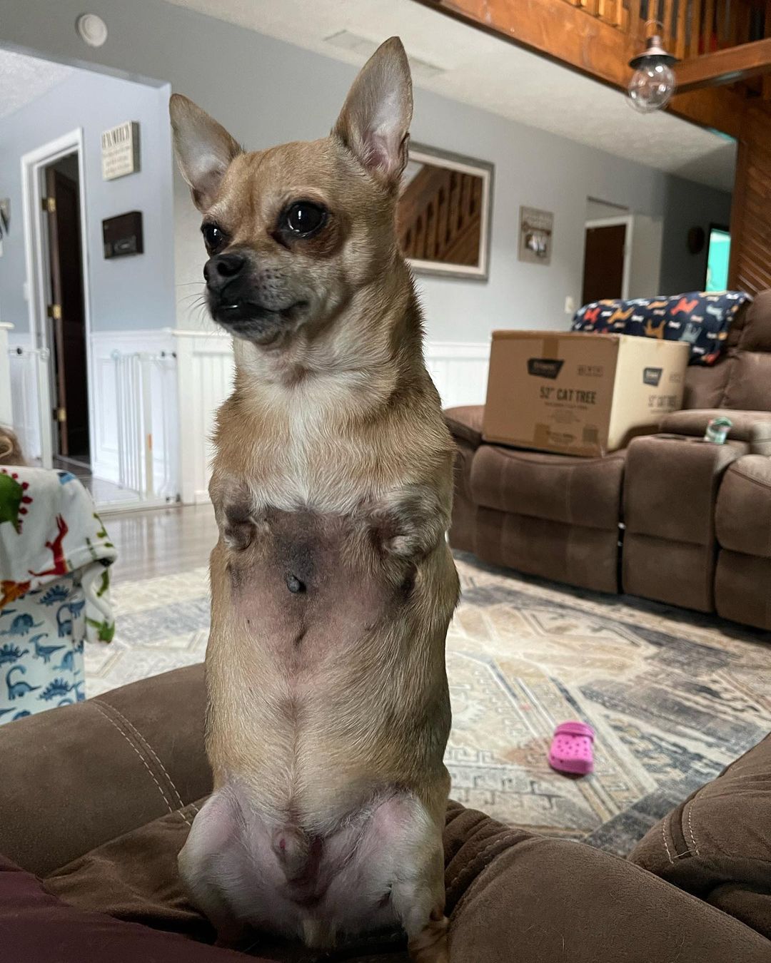 TurboRoo-The-2Legged-Chihuahua3