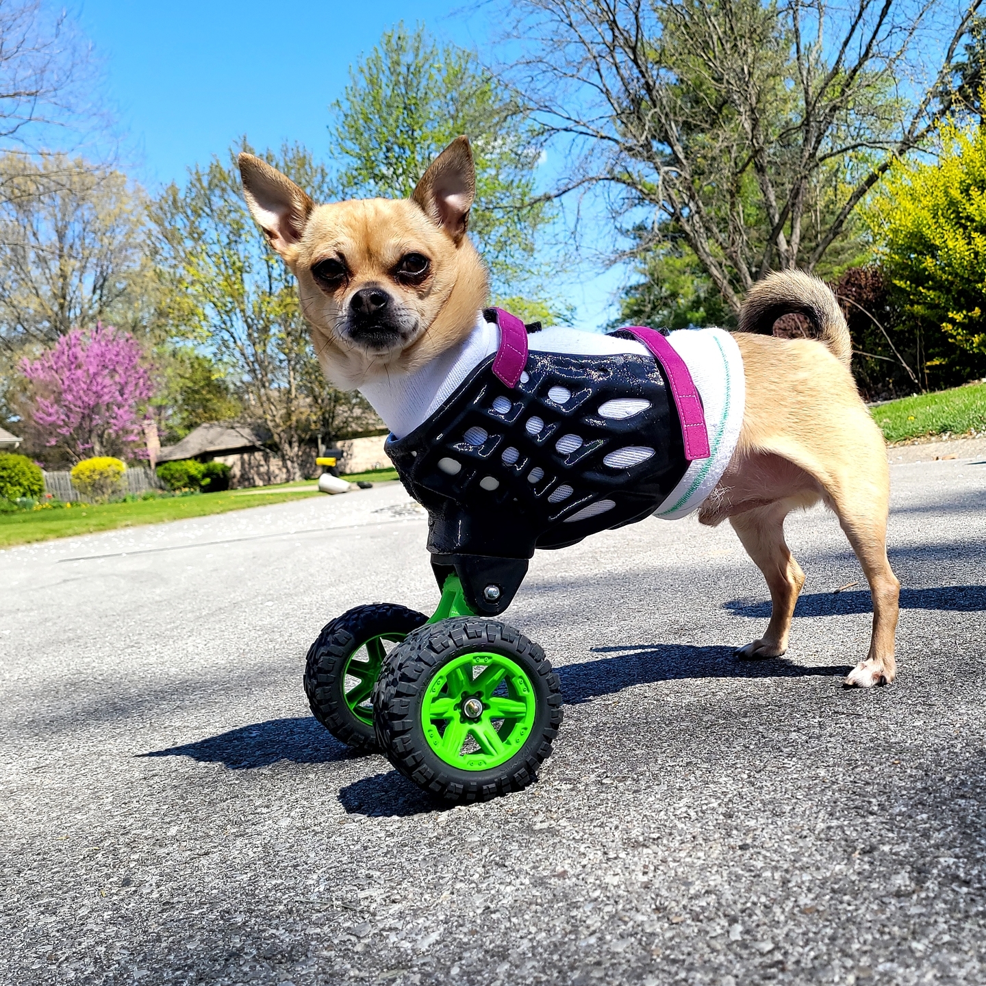 TurboRoo-The-2Legged-Chihuahua4