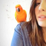 Chloe Bennet's pet Parrot