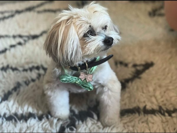 natasha lyonne dog Maltipoo root beer