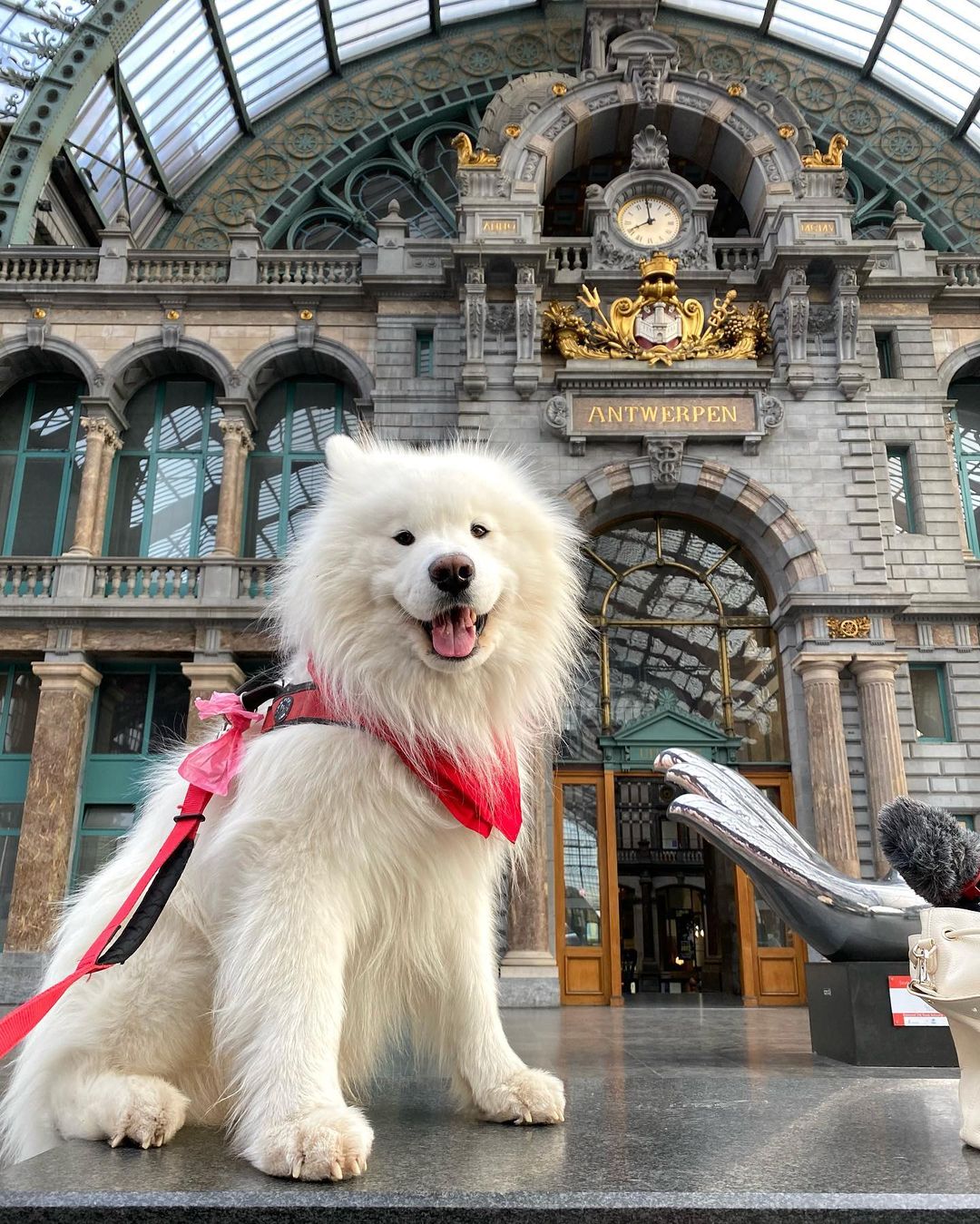 wanderlust_samoyed2