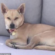 Brody Jenner's pet Dash