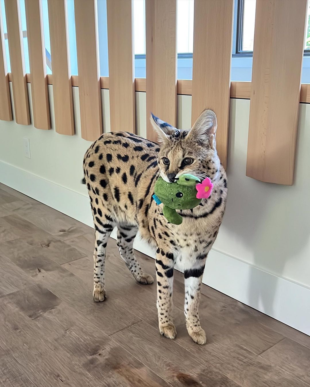 Chloe The Serval1