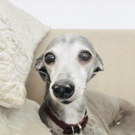 Michelle Dockery's pet Greyhound