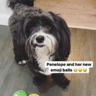 Miranda Cosgrove's pet Penelope (Penny)