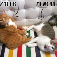 Simply Nailogical's pet Menchie and Zyler