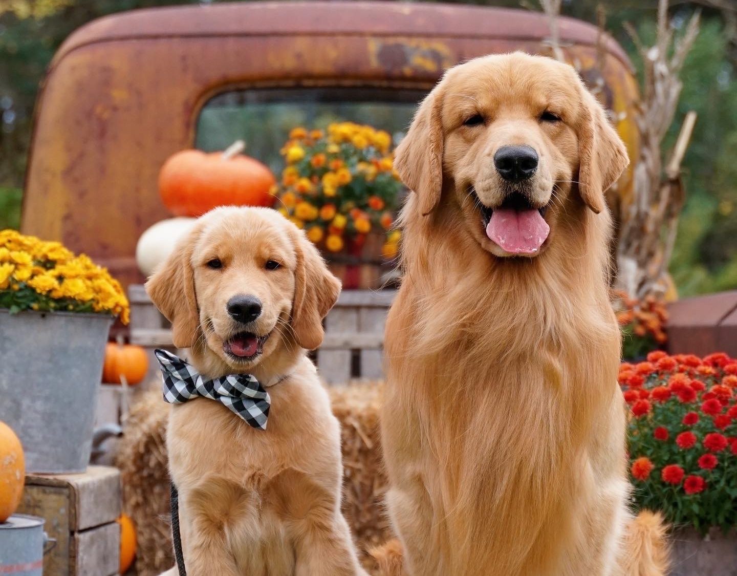 Tucker the Golden Retriever  Golden retriever, Golden puppy